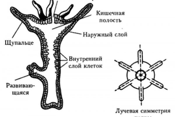 Кракен даркнет только через тор